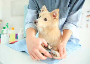 dog nail trimming